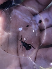 Jadera haematoloma