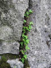 Aleuritopteris argentea