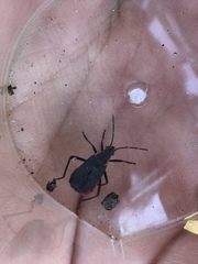 Jadera haematoloma