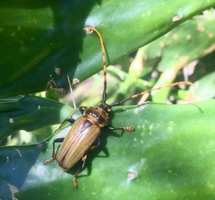 Retrachydes thoracicus