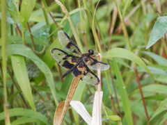 Rhyothemis phyllis