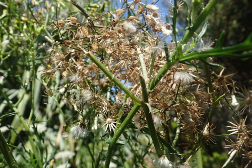 Image of Senecio esleri by no rights reserved