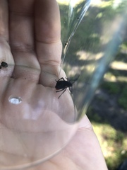 Jadera haematoloma