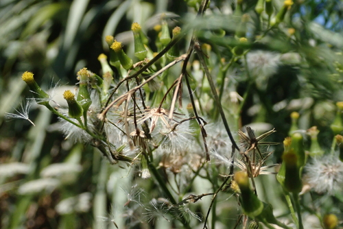 Image of Senecio esleri by no rights reserved