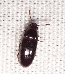 Pharaxonotha kirschii