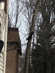 Sciurus carolinensis