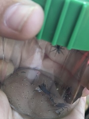Salticidae