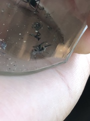 Salticidae