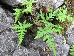 Aleuritopteris argentea