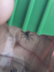Salticidae