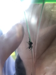 Salticidae
