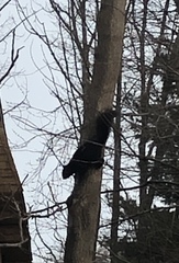 Sciurus carolinensis