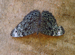 Hamadryas atlantis lelaps