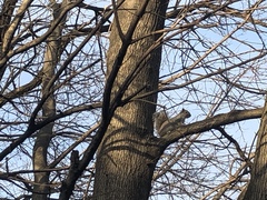 Sciurus carolinensis