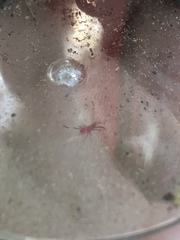 Insecta
