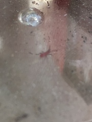 Insecta