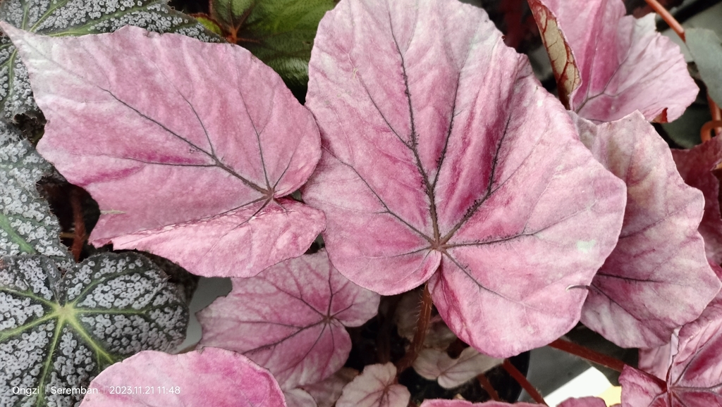 Begonia rex plant in a pot