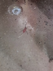 Insecta