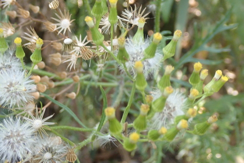 Image of Senecio esleri by no rights reserved