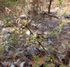 Aeschynomene fascicularis