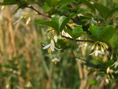 Styrax formosanus
