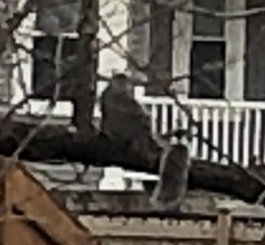 Sciurus carolinensis