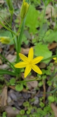 Hypoxis hirsuta