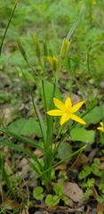 Hypoxis hirsuta