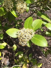 Skimmia