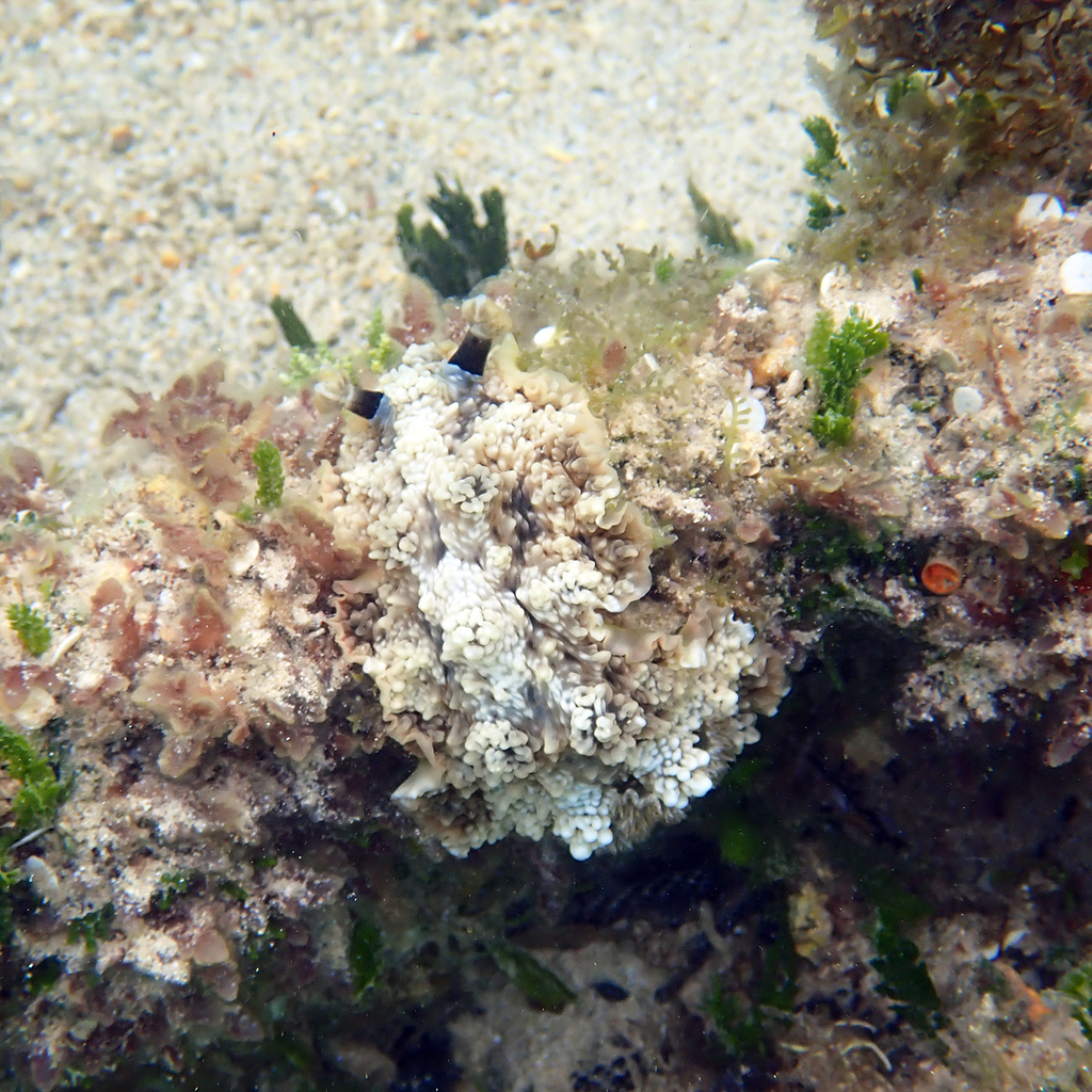 Warty Sucking Dorid