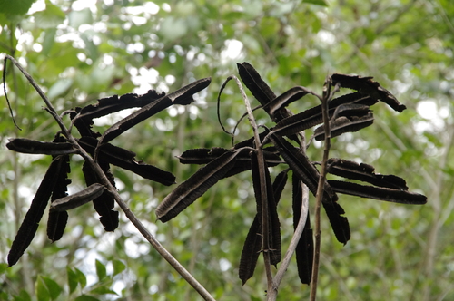 Candelabra Bush