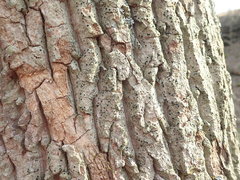 Bacidia schweinitzii