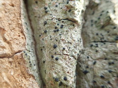 Bacidia schweinitzii