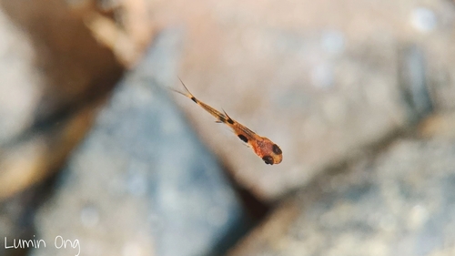 Boraras maculatus