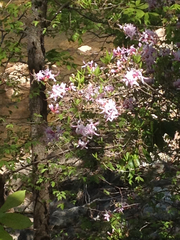 Rhododendron periclymenoides