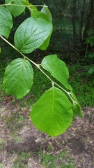 Styrax grandifolius
