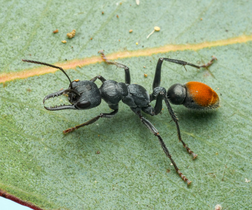 迈氏牛蚁Myrmecia michaelseni