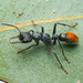 Myrmecia michaelseni - Photo (c) Gunter Maywald, some rights reserved (CC BY-NC), uploaded by Gunter Maywald