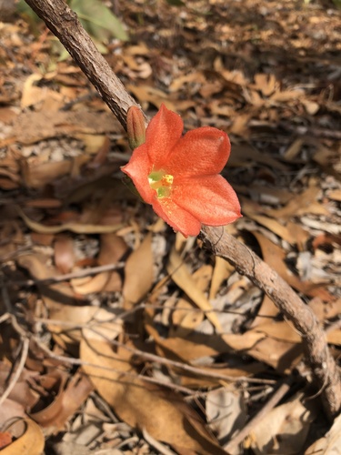 red-flowering kurrajong