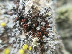 Toninia ruginosa pacifica