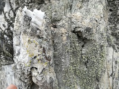 Acarospora clauzadeana