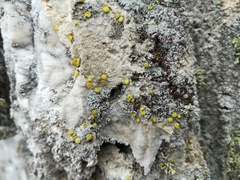 Acarospora clauzadeana