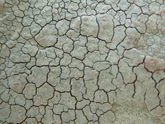 Trapelia placodioides