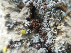 Toninia ruginosa pacifica