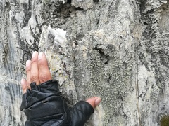 Toninia ruginosa pacifica