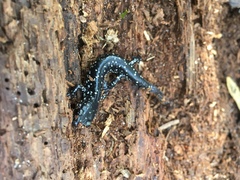 Plethodon ocmulgee