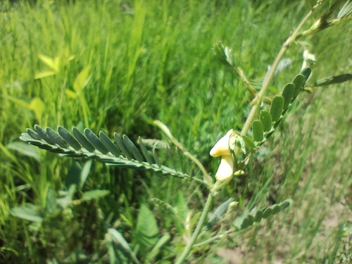 Aeschynomene evenia
