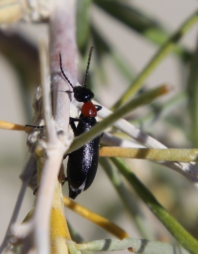 Spastonyx nemognathoides
