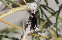 Spastonyx nemognathoides