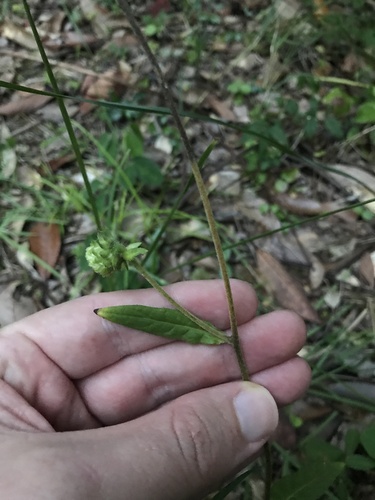 Image of Carpesium glossophyllum by no rights reserved